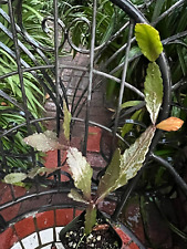 Rhipsalis rhombea nice for sale  Glendora