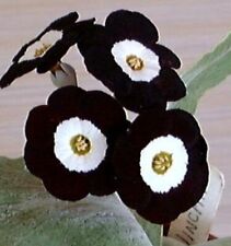 auriculas for sale  FLINT