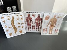 Muscular vertebrae spinal for sale  Cumming