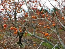 American common persimmon for sale  Hurley