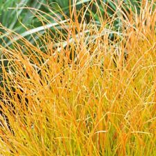 Orange sedge carex for sale  GREENOCK