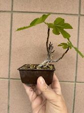 Ficus carica bonsai usato  Italia