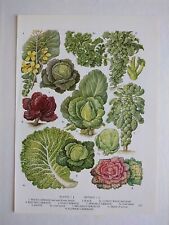 Vintage botanical print for sale  BIRKENHEAD