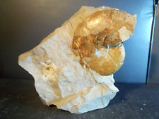 Fossile. ammonite. mollusque d'occasion  Gap