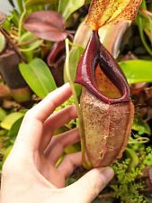 Nepenthes spathulata flava for sale  LONDON