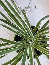 Spider plant live for sale  Beverly Hills