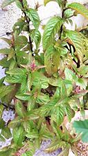 Mentha piperata. true for sale  ST. AUSTELL