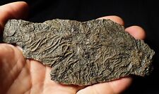 Large detailed crinoid for sale  BRISTOL