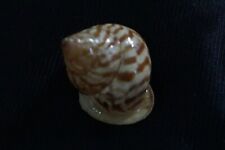 land snail Papuina admiralitatis 24.9 mm F+++/GEM  zebra pattern "from Papua New, used for sale  Shipping to South Africa