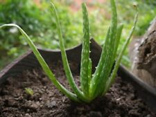 Aloe vera plant for sale  EPSOM