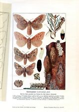 Pine moth .....antique d'occasion  Saint-Cyprien