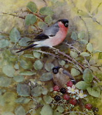 Male female bullfinch for sale  COLNE