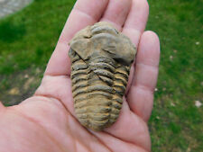 Schöner trilobit erfoud gebraucht kaufen  Limbach-Oberfrohna