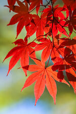Red japanese maple for sale  Massillon