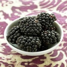blackberries plant for sale  Lakeland