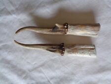 Muntjac antlers 12cm for sale  KING'S LYNN