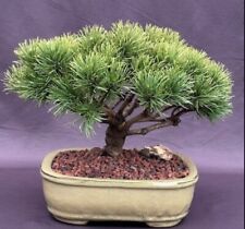 Mugo pine bonsai for sale  Patchogue