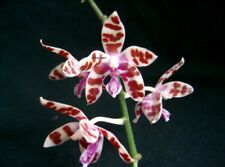 Phalaenopsis mariae gebraucht kaufen  Stammheim