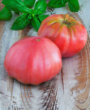 30 sementes de brandywine tomate rosa herança grande fatiando batata folha, usado comprar usado  Enviando para Brazil