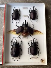 Beautiful entomological case with 5 huge cockroaches. Actaeon Megasome. Guyana for sale  Shipping to South Africa
