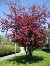 Semi prunus cerasifera usato  Trappeto