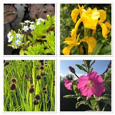 Pond plants free for sale  CANNOCK