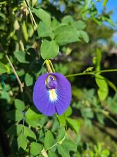 Used, Butterfly pea seeds for sale  Miami