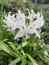 Five white nerine for sale  CAMBRIDGE