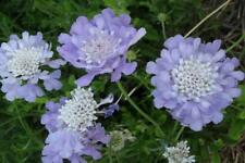 Pack scabiosa butterfly for sale  UK