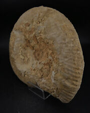 Ammonite fossile identifier d'occasion  Marcq-en-Barœul