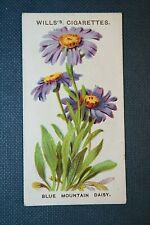 Blue mountain daisy for sale  Shipping to Ireland