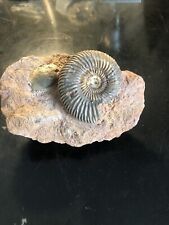 Schöner ammonit kleiner gebraucht kaufen  Alsdorf