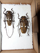 Insekten käfer cerambycidae gebraucht kaufen  Pliezhausen