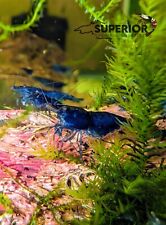 Blue dream freshwater for sale  Duluth