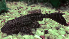 Plecostomus 5cm algae for sale  IPSWICH