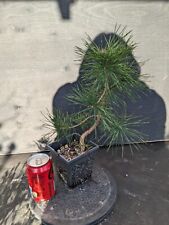 Pinus sylvestris scots for sale  MILTON KEYNES