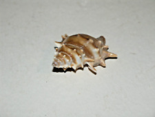 Spider conch sea for sale  Council Bluffs