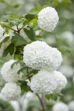 Viburnum pulus roseum gebraucht kaufen  Westerstede