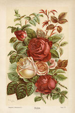 Stunning botanical print for sale  PLYMOUTH