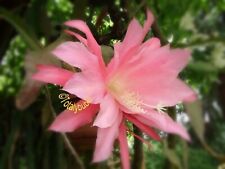 Bouture cutting epiphyllum d'occasion  France