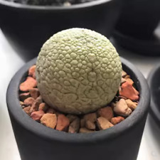 2.5-3cm cactus Succulent Plant Pseudolithos migiurtinus beautiful Live Plant for sale  Shipping to South Africa