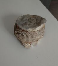 Fossiles ammonite d'occasion  Plombières-lès-Dijon
