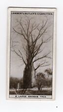 Cigarette Card of Rhodesia 1928 #07 A large Baobab (Boab) Tree for sale  Shipping to South Africa