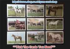 Anglo confectionery horse for sale  HUNTINGDON