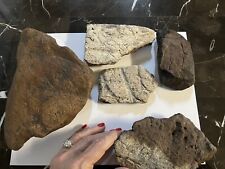 Collection triceratops fossils for sale  Shipping to Ireland