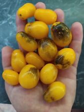 Indigo kumquat pomodoro usato  Tivoli