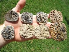 Colorful alligator scutes for sale  Tallahassee