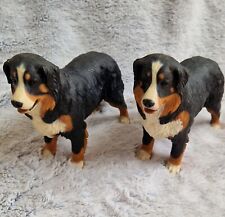 Pair bernese mountain for sale  NEWTON ABBOT