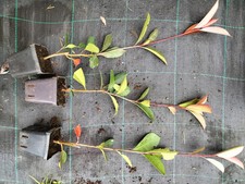 red robin photinia vaso usato red robin photinia vaso usato Merate