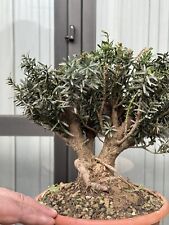 bonsai tasso usato  Italia